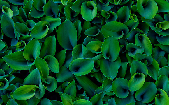 Lily of the Valley