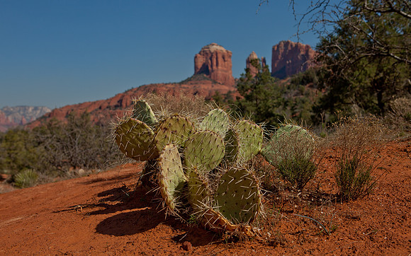 Cactus