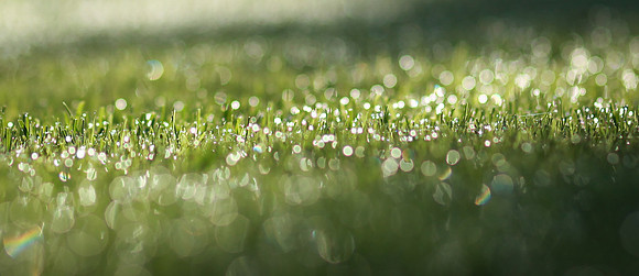 Morning Dew